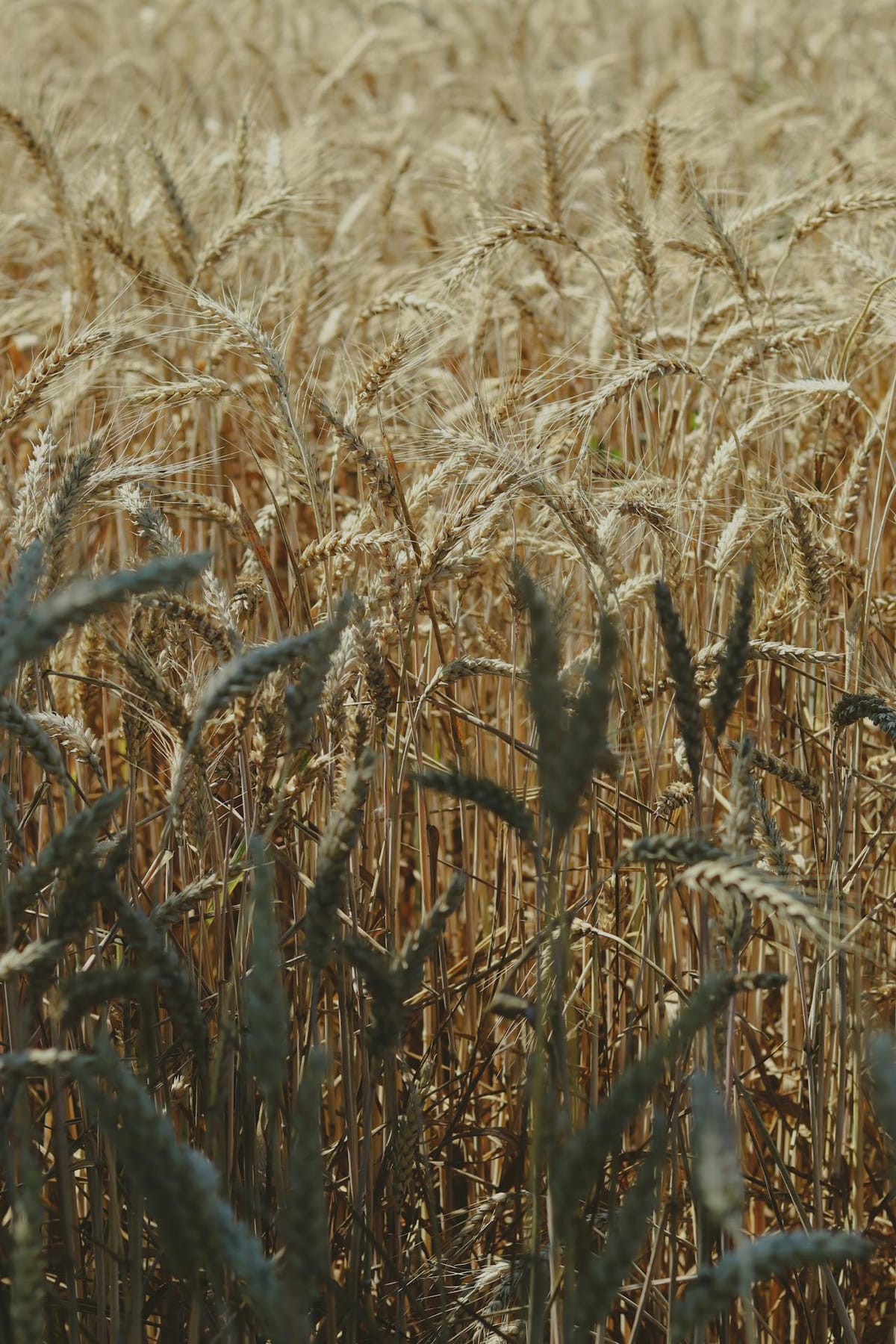 Golden Wheat Field