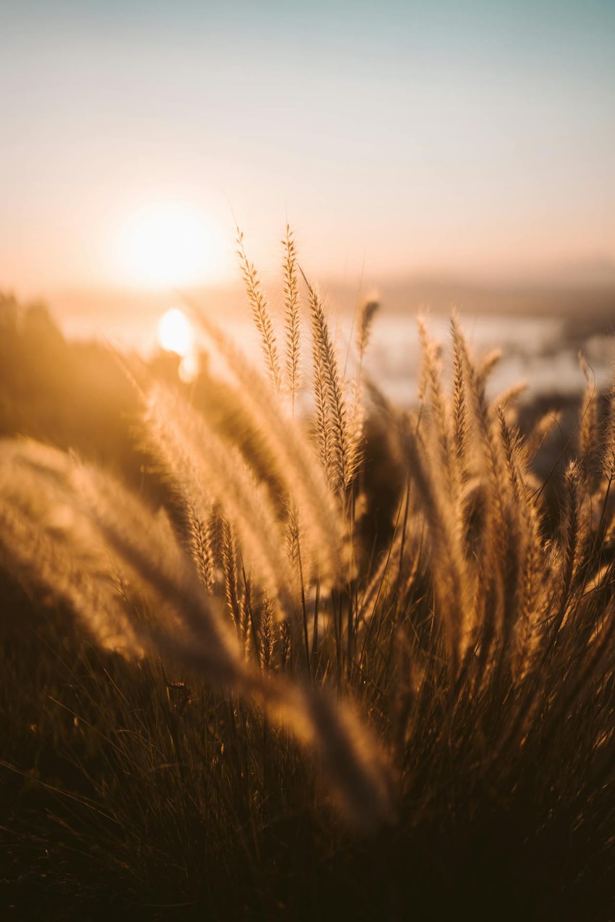 Wheat at Golden Hour