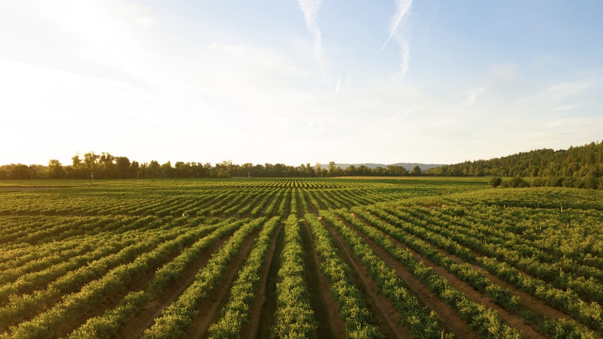 Soybean Field