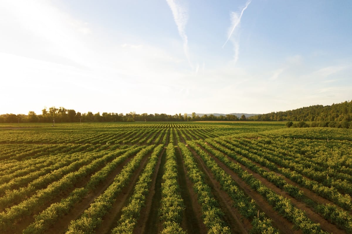 Aerial Crop Rows