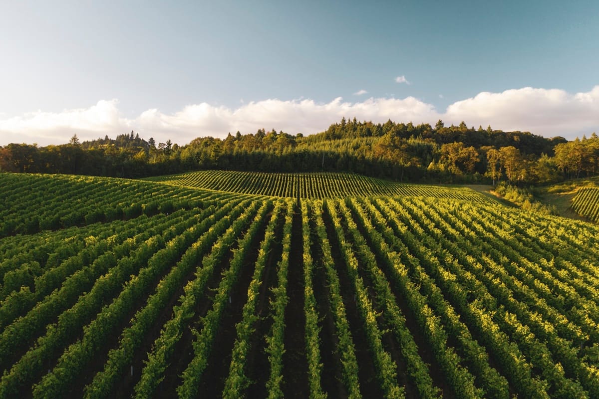 Aerial Vineyard