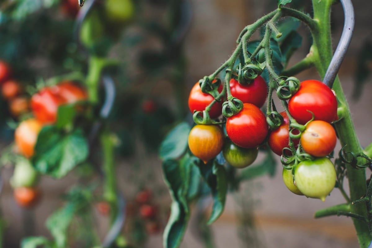 Tomatoes on the Vine