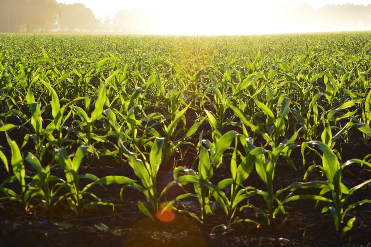 Young Corn Field