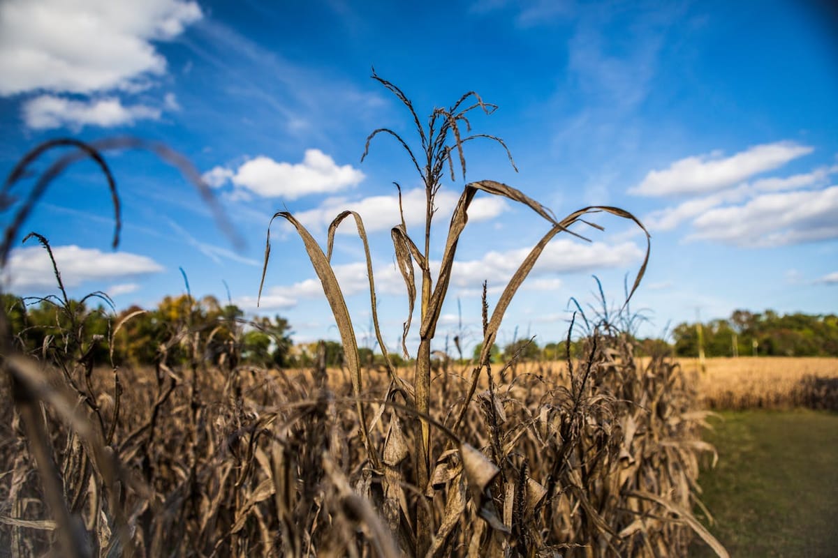 Corn Field Blue Sky