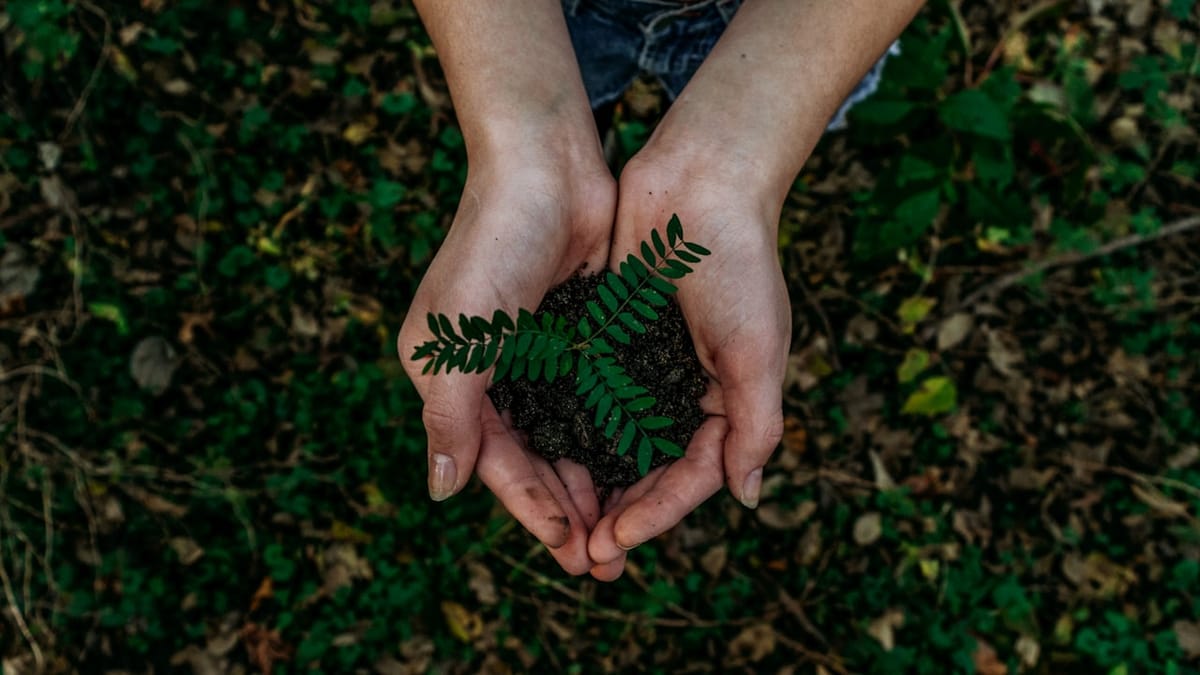 Healthy Green Foliage