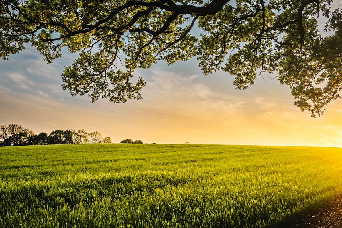 Field at Golden Hour
